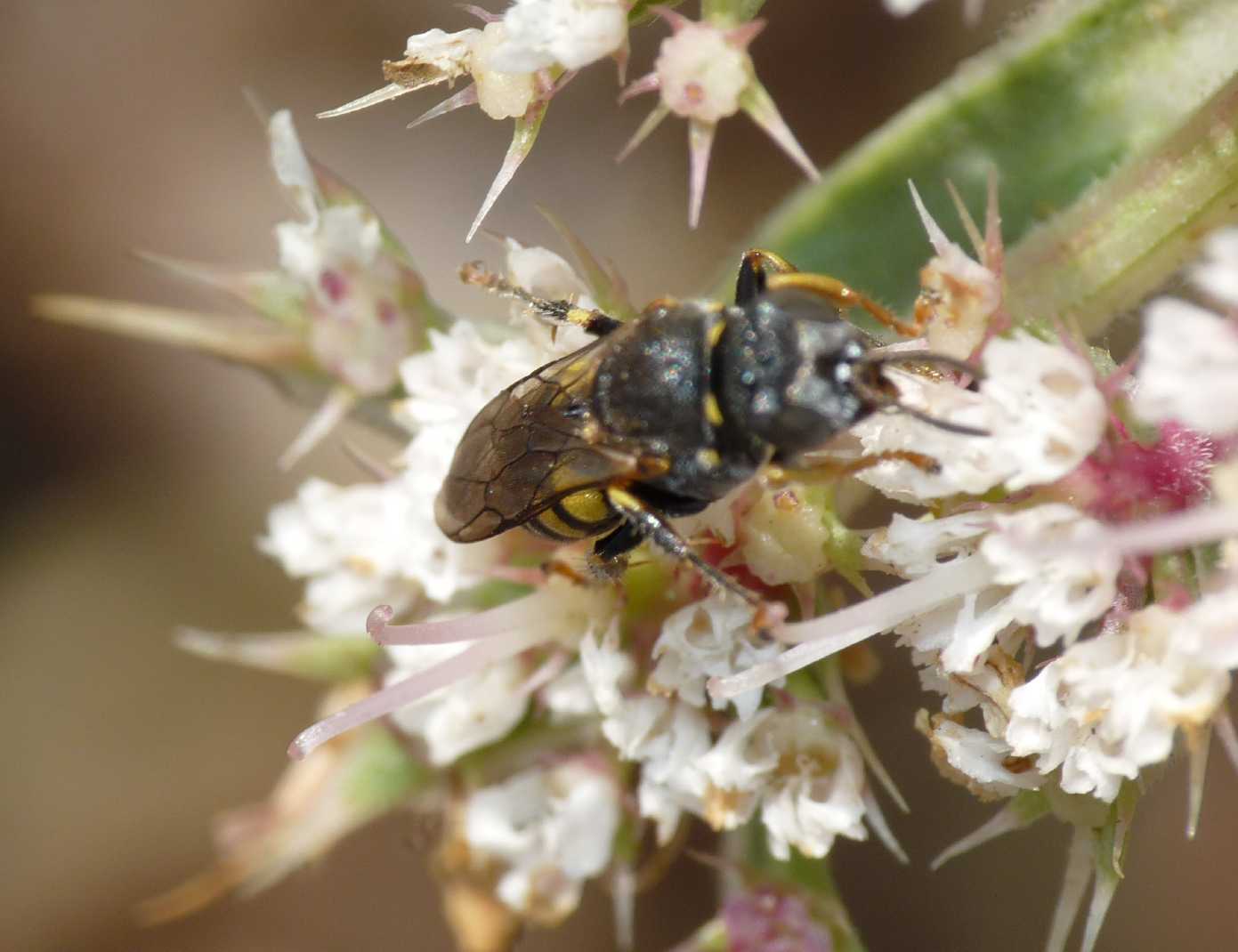 Oxybelus sp. (Crabronidae)